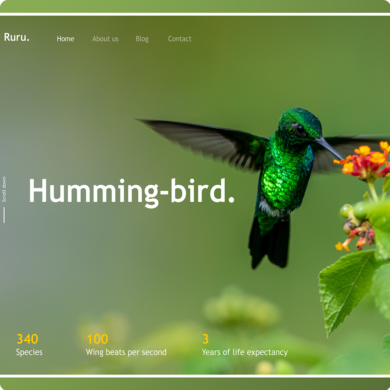 Conception UI Design - Humming-Bird